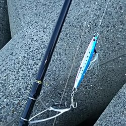 ツバス大きくなってます。